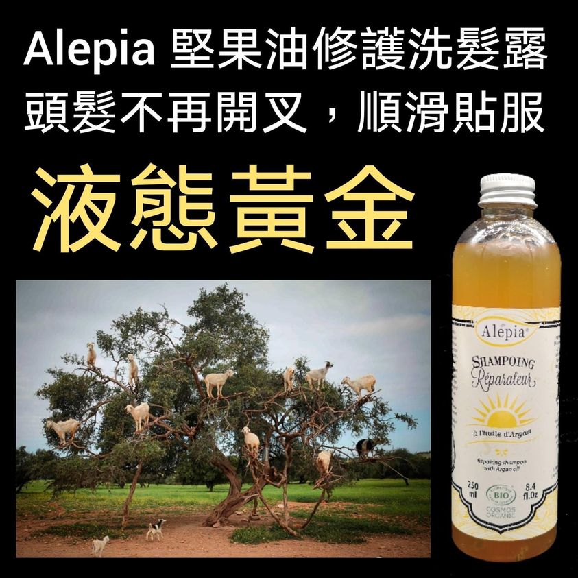 Alepia no poo 堅果油洗髮露 250ml